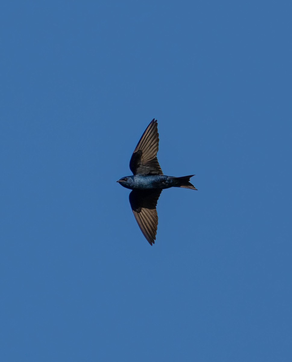 Purple Martin (hesperia) - ML637807146