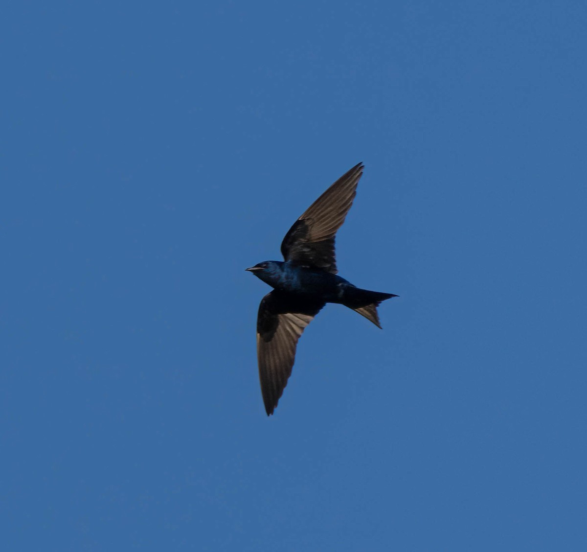 Purple Martin (hesperia) - ML637807148