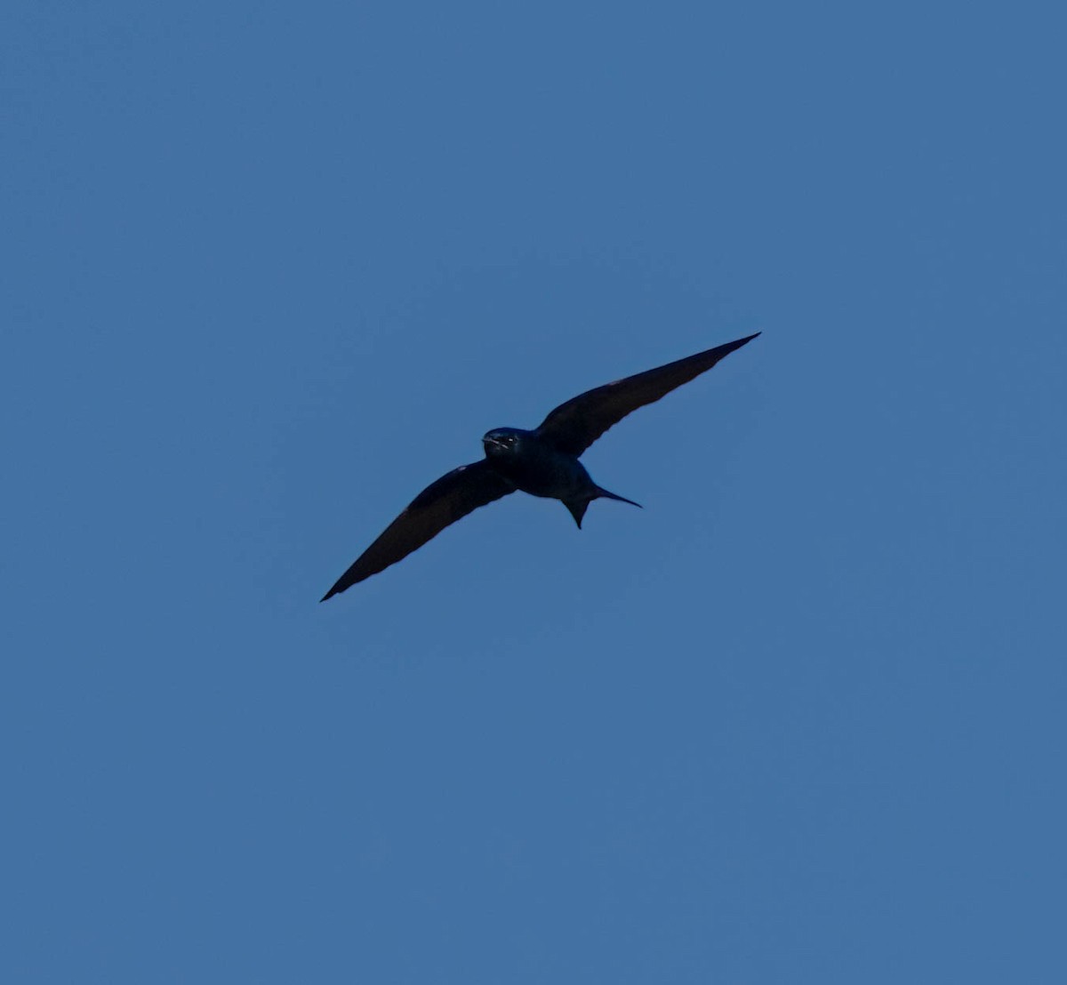 Purple Martin (hesperia) - ML637807149