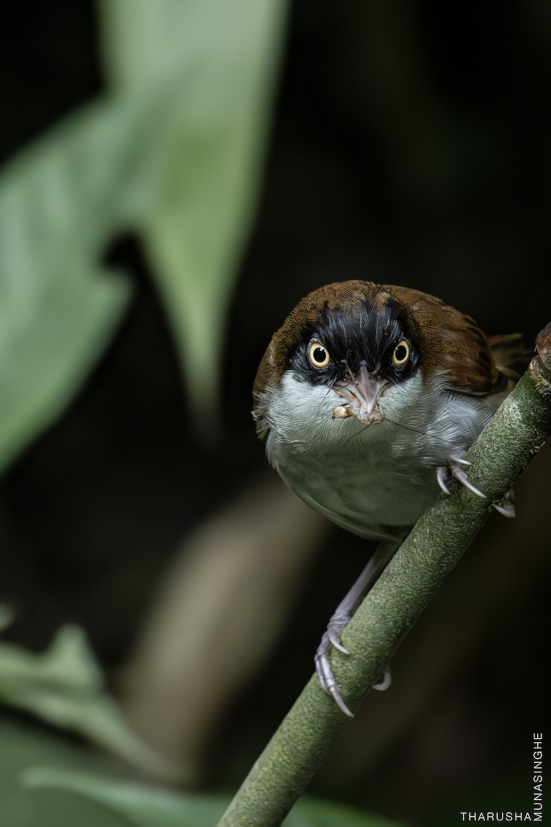 Dark-fronted Babbler - ML637807180