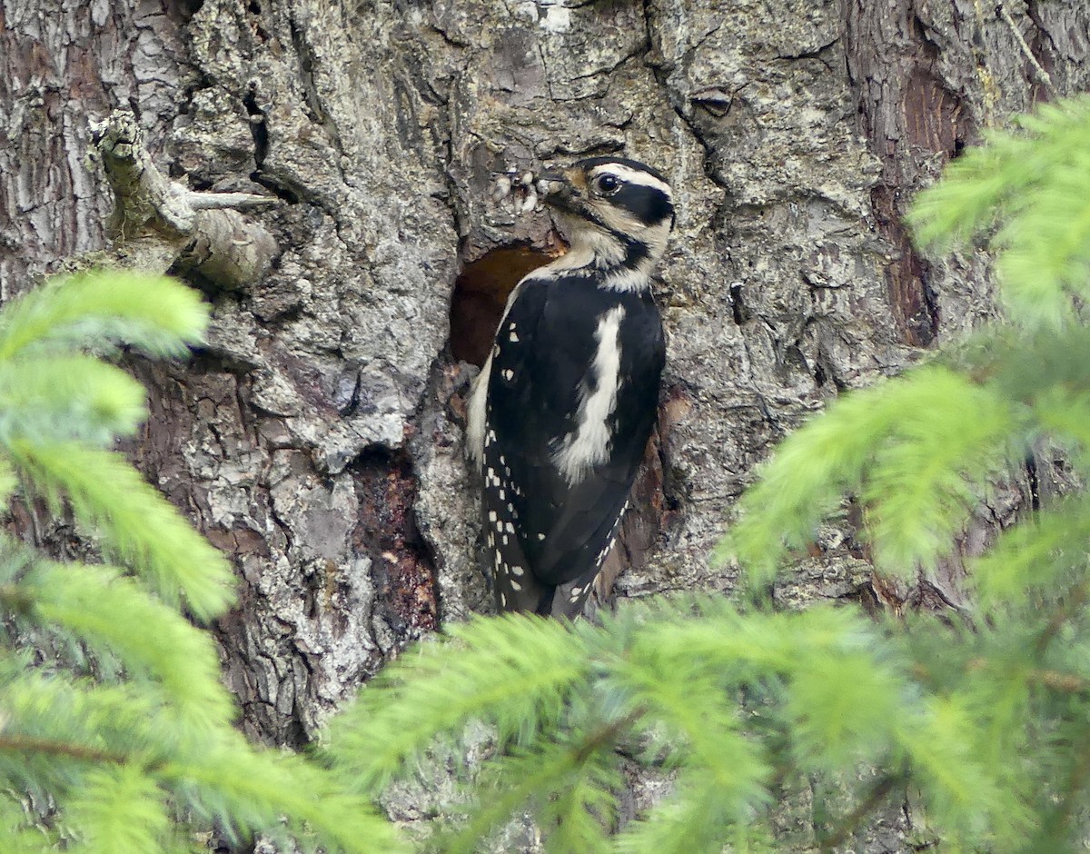 Hairy Woodpecker - ML637807184