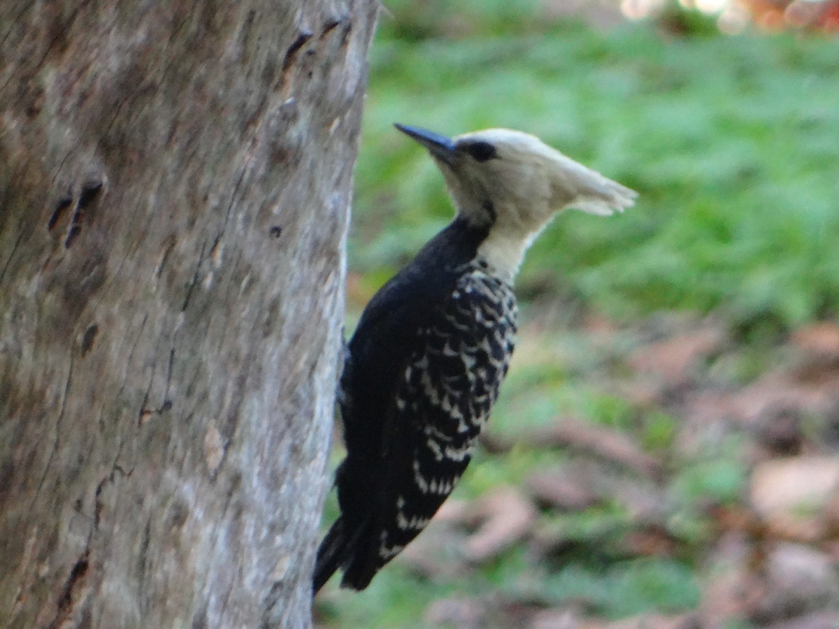 Blond-crested Woodpecker - ML637807186