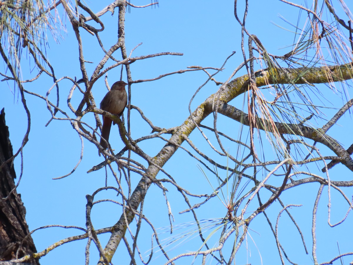 California Towhee - ML637807207