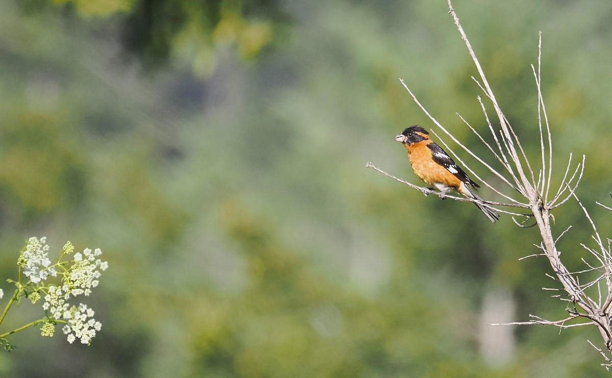 Black-headed Grosbeak - ML637807208