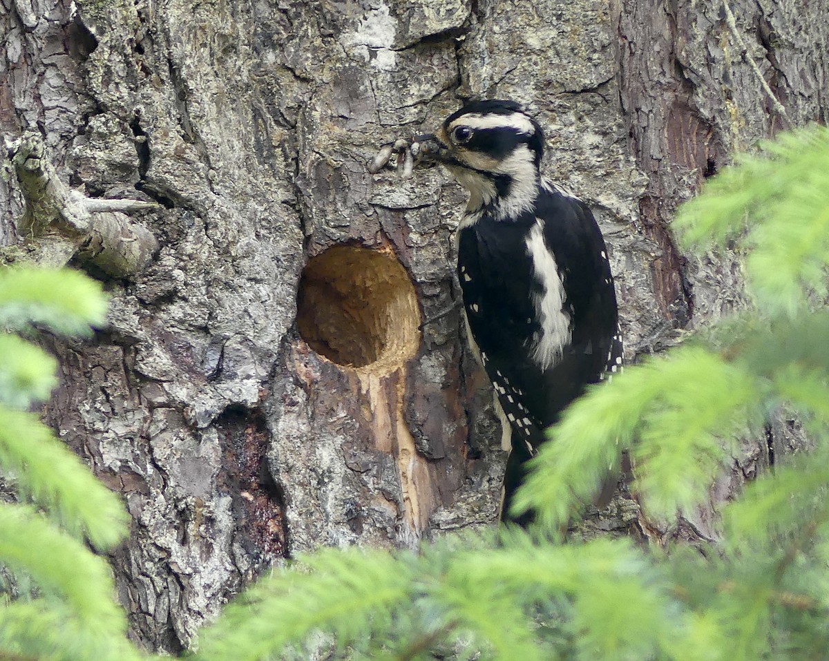 Hairy Woodpecker - ML637807209