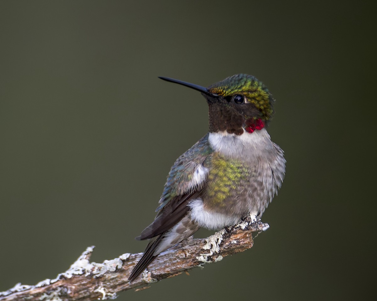 Ruby-throated Hummingbird - ML637807210