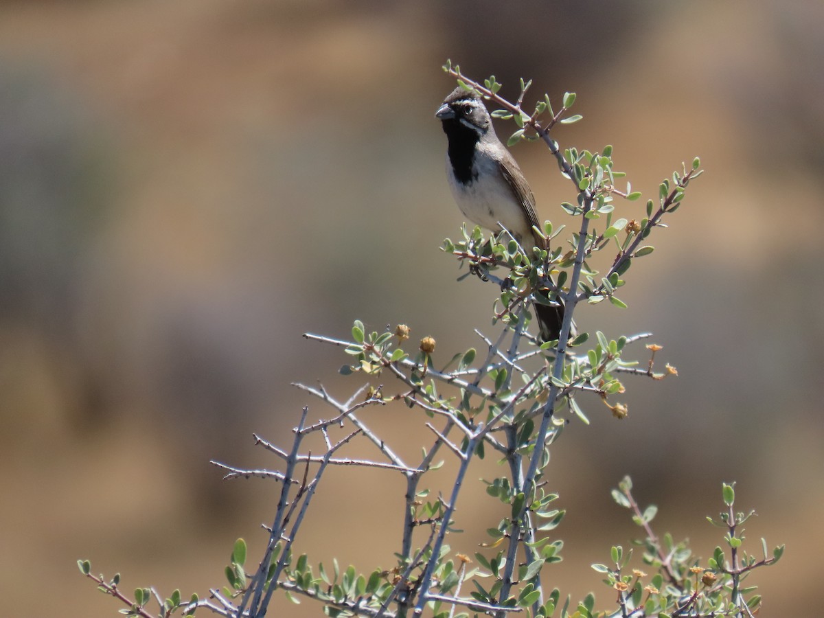 Black-throated Sparrow - ML637807216