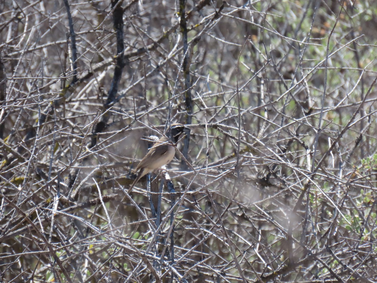 Black-throated Sparrow - ML637807227