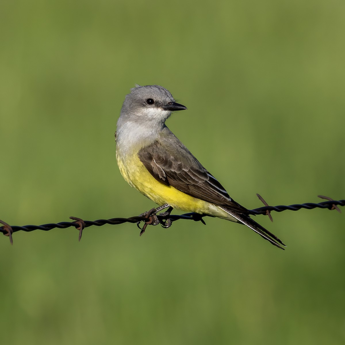 Western Kingbird - ML637807236
