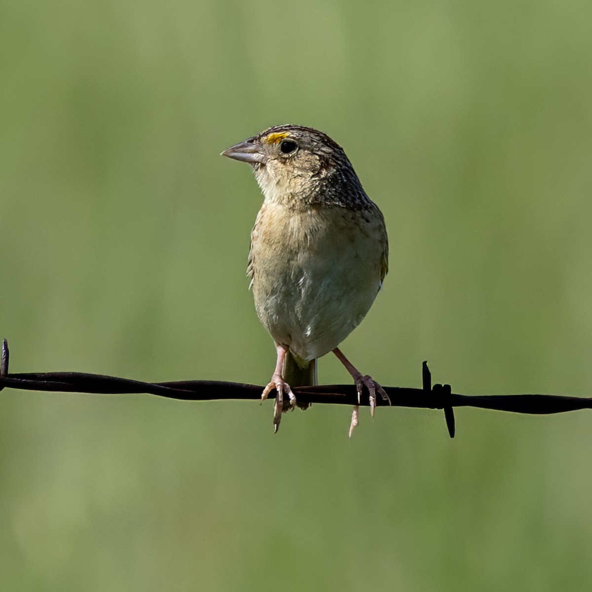 Grasshopper Sparrow - ML637807239