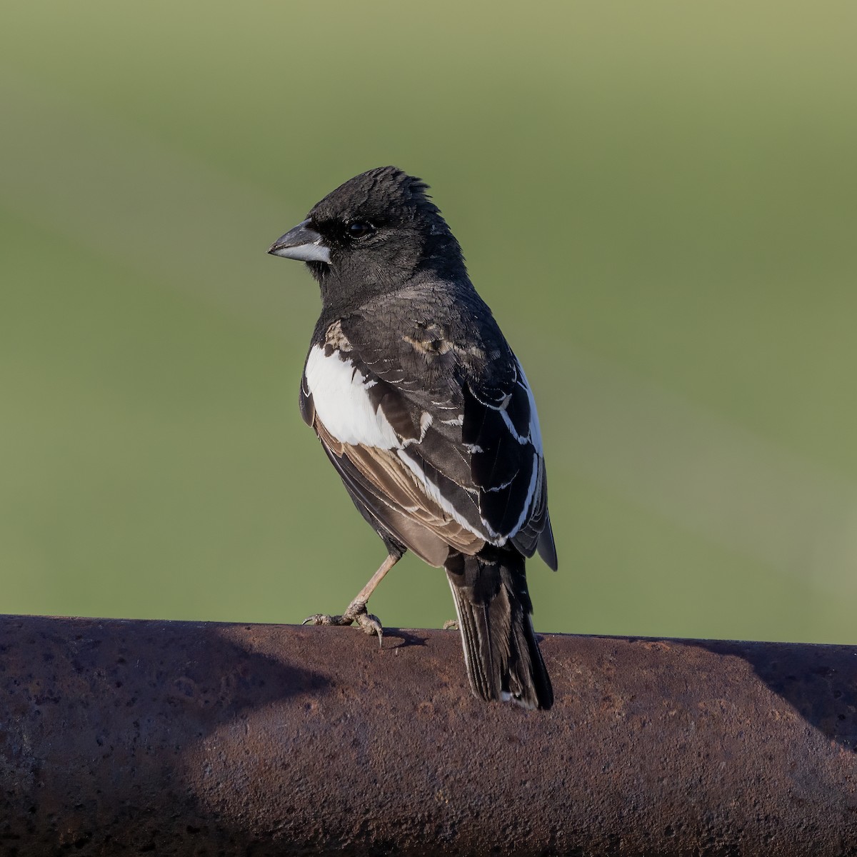 Lark Bunting - ML637807244