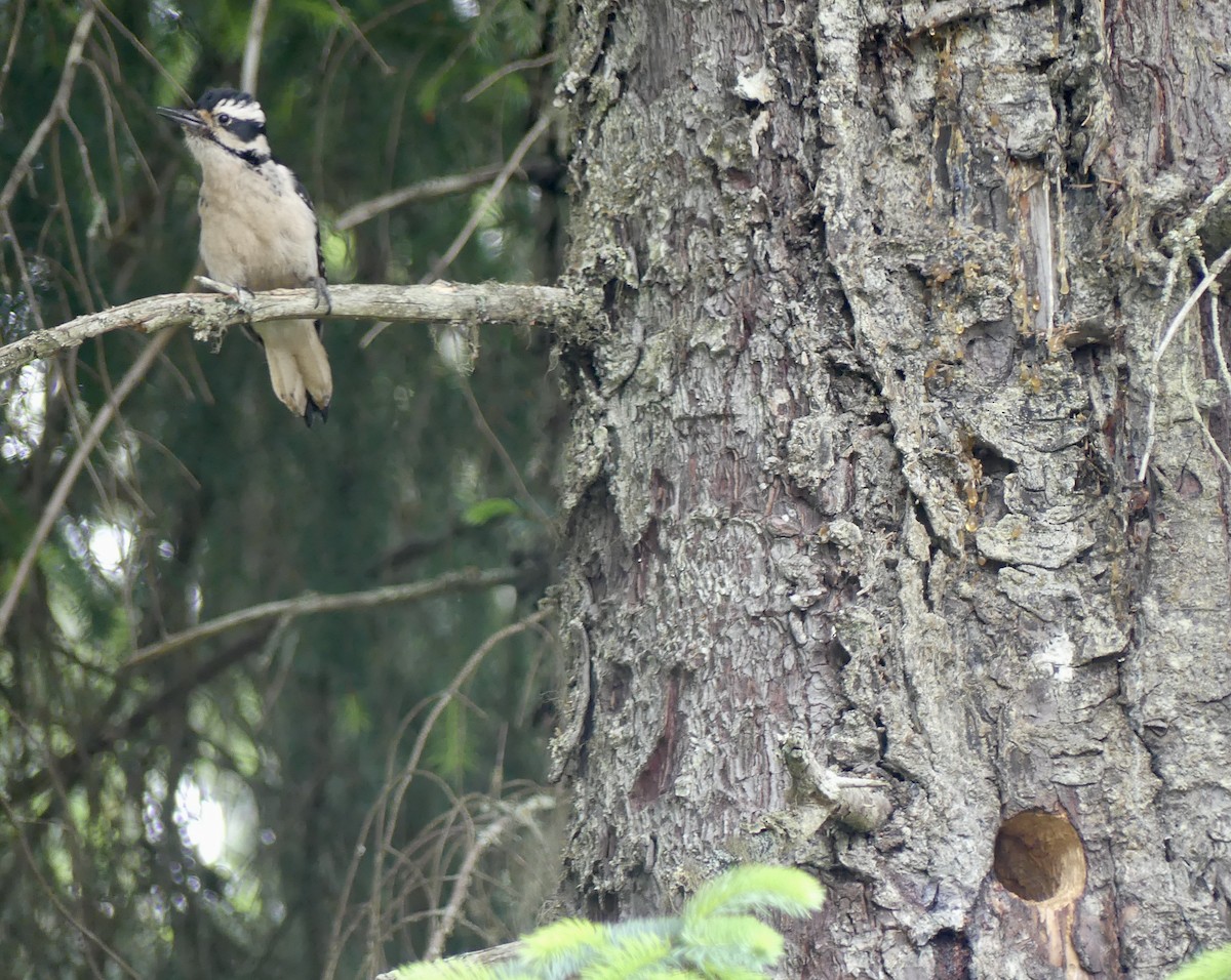 Hairy Woodpecker - ML637807245