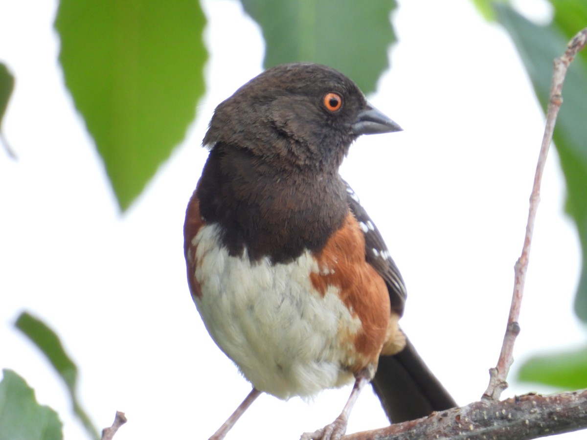 Spotted Towhee - ML637807249