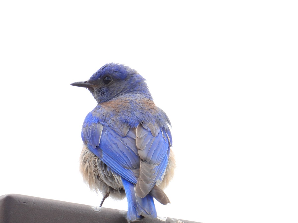 Western Bluebird - ML637807267