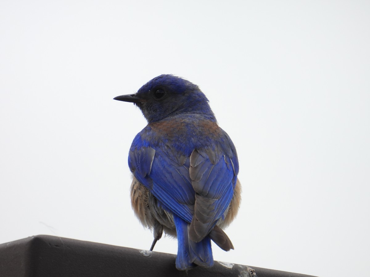 Western Bluebird - ML637807268