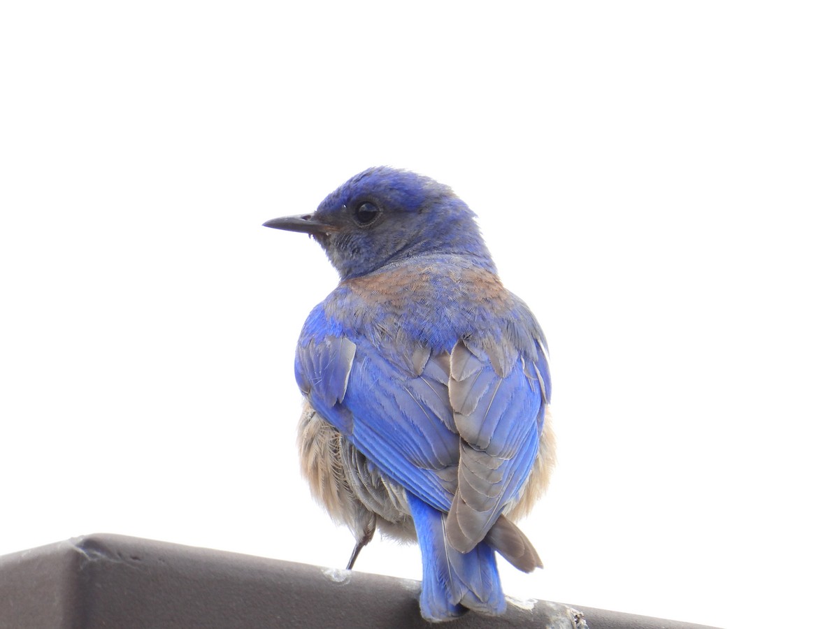 Western Bluebird - ML637807269