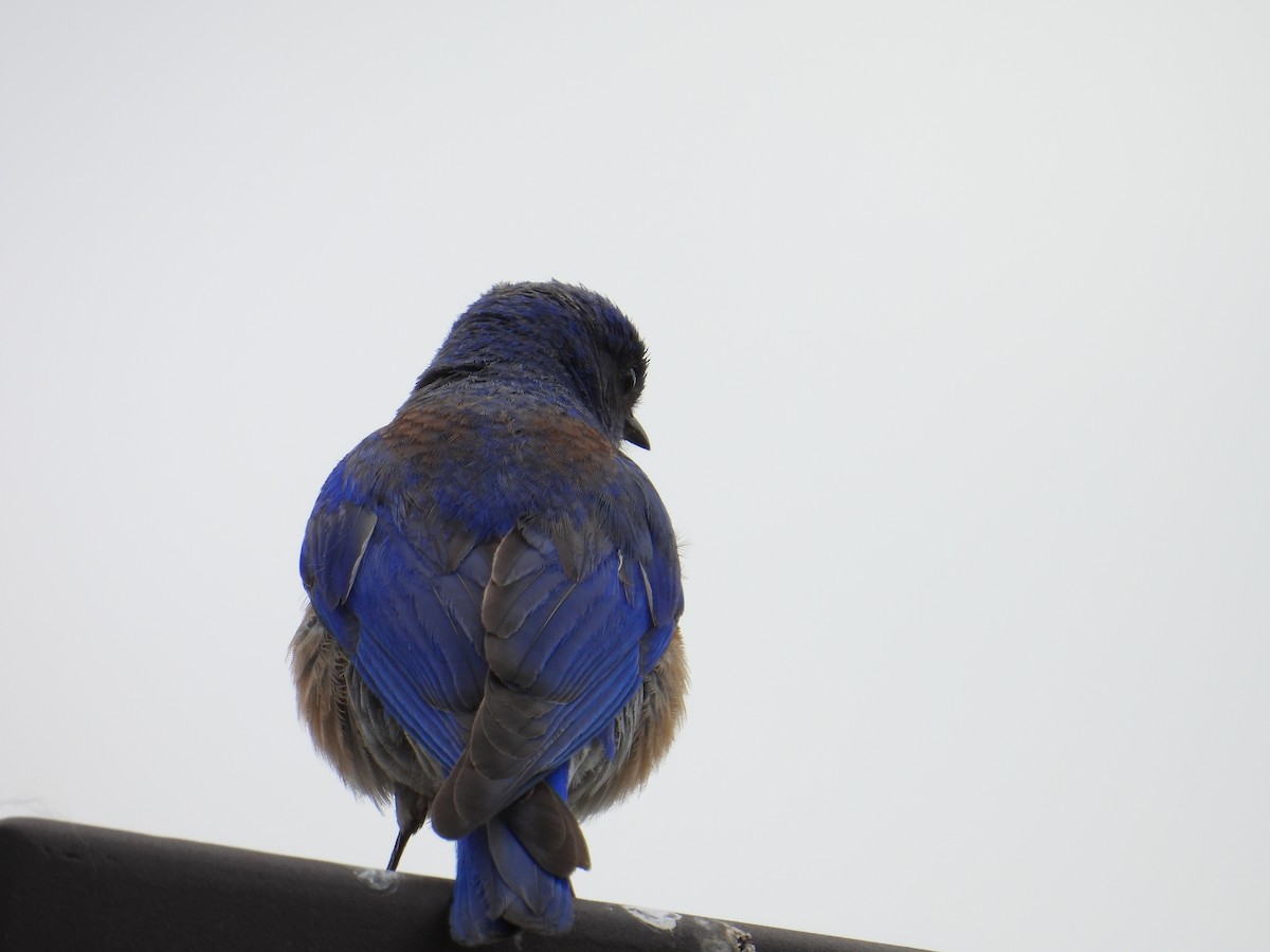 Western Bluebird - ML637807270