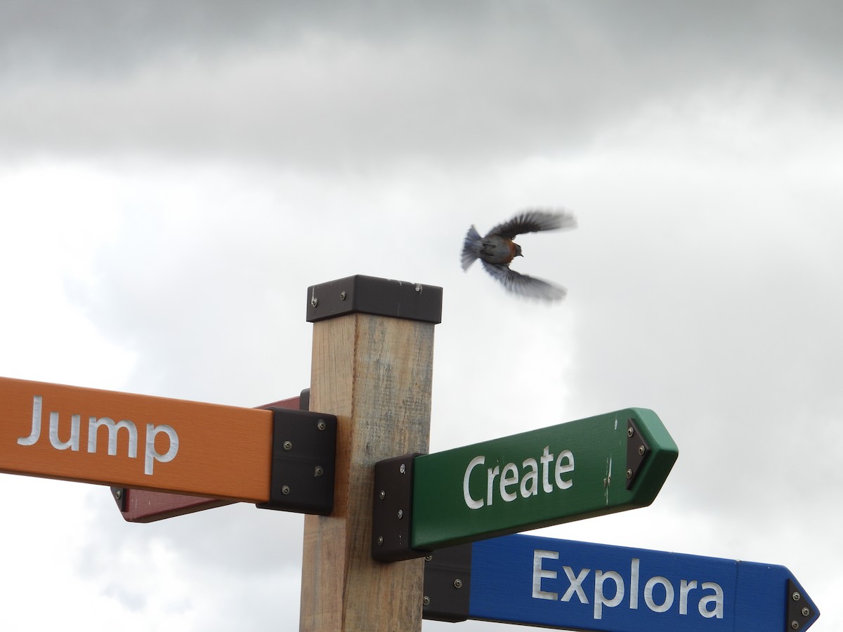 Western Bluebird - ML637807271