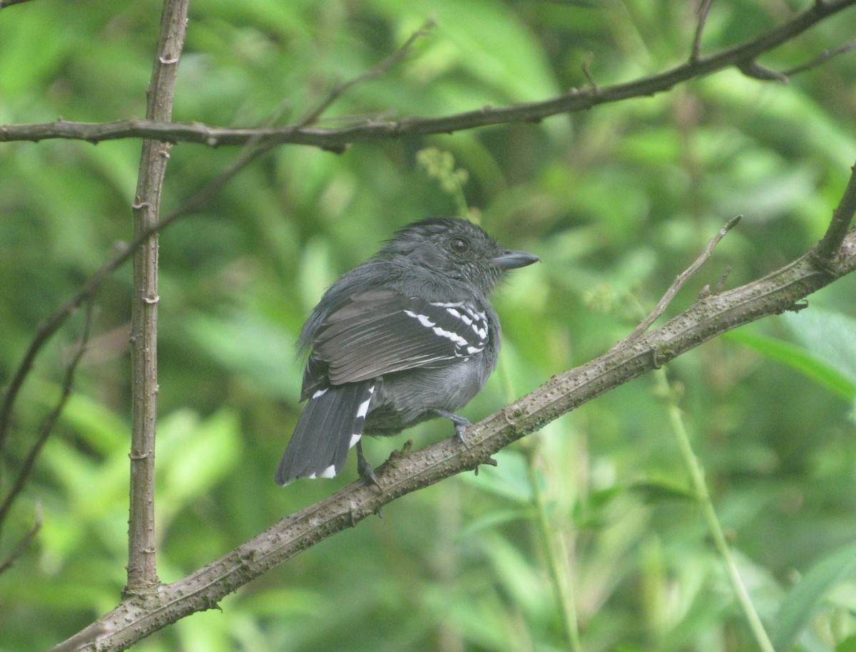 Variable Antshrike - ML637807318