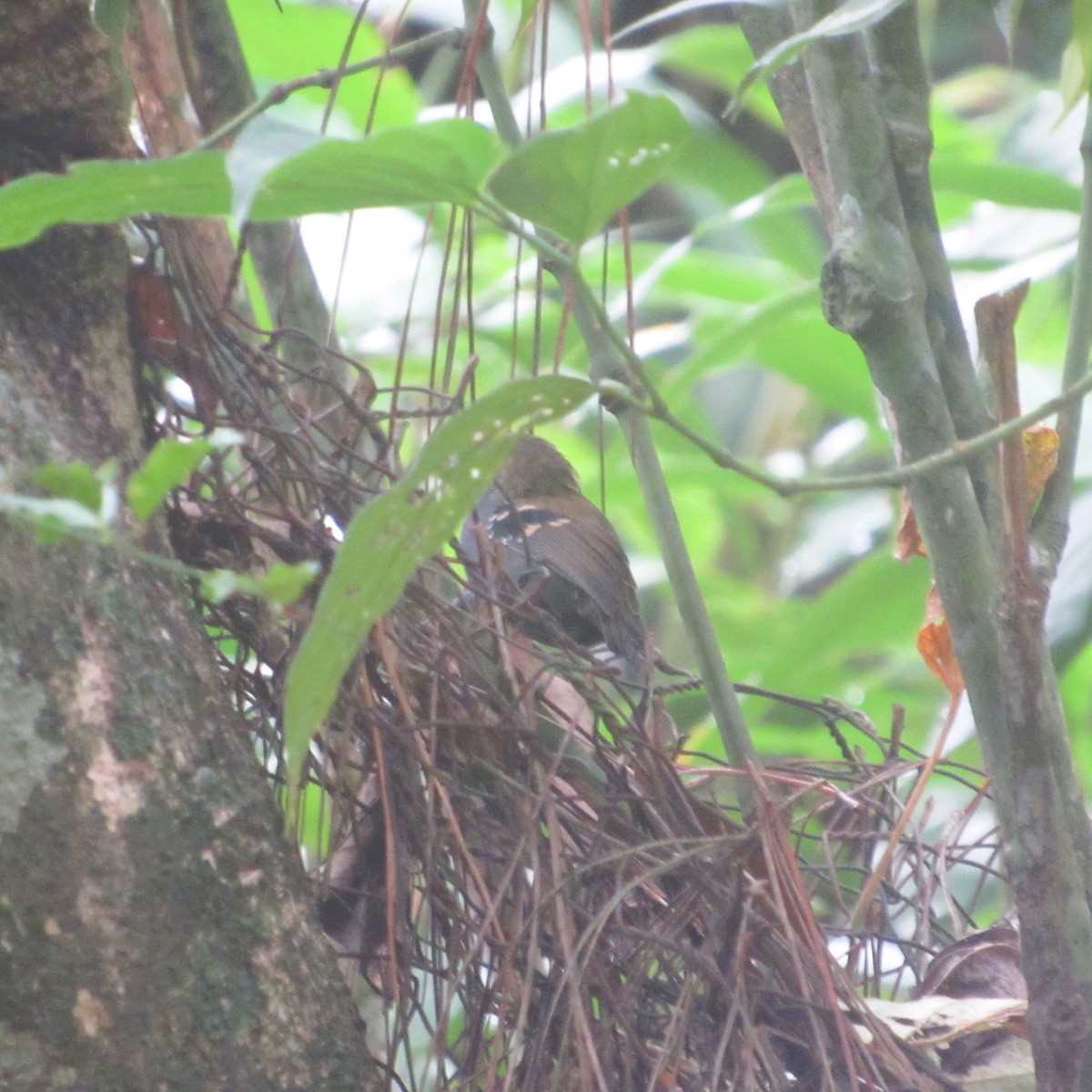 Star-throated Antwren - ML637807341