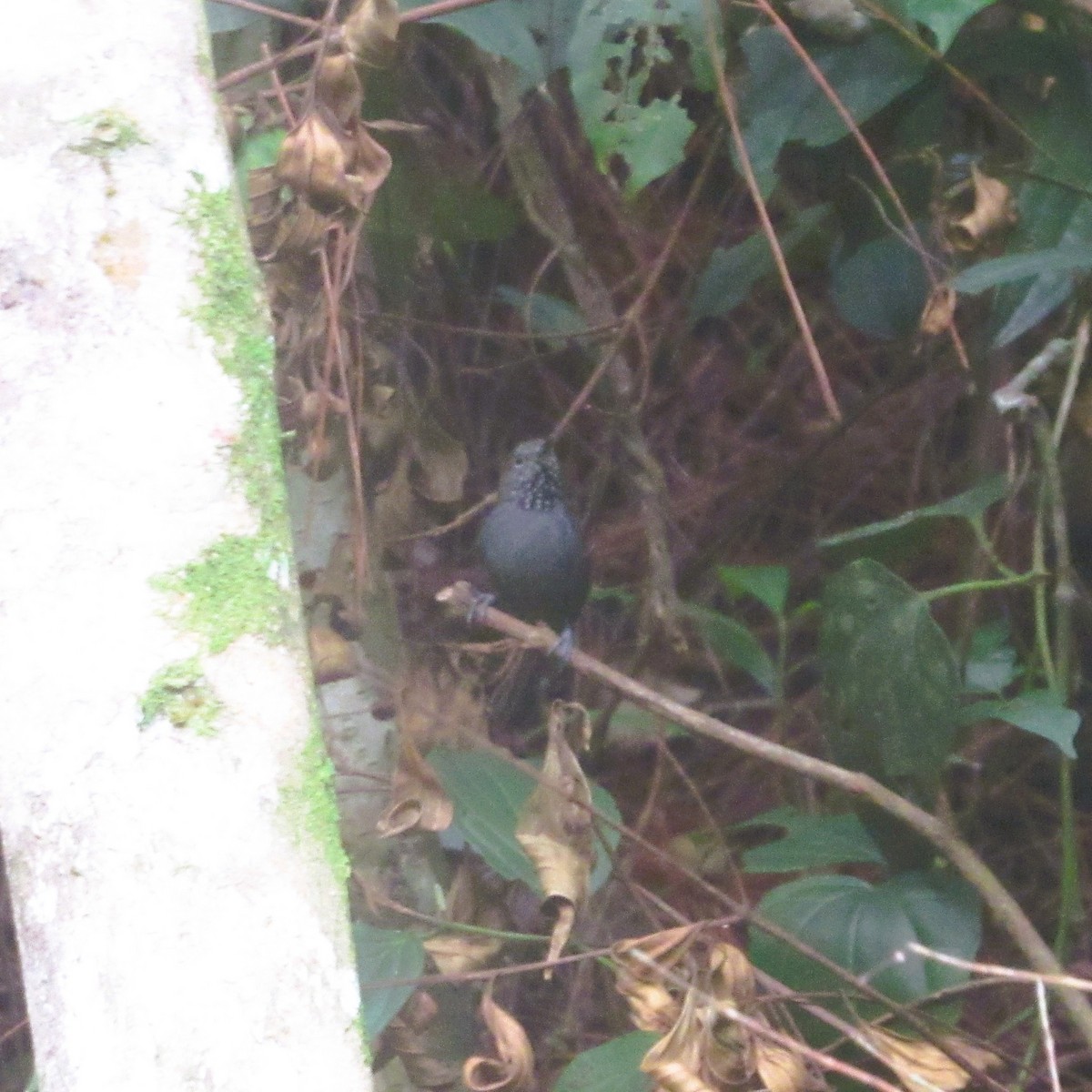 Star-throated Antwren - ML637807345