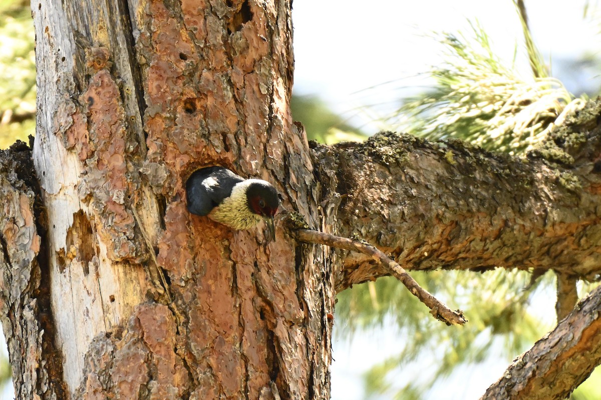 Lewis's Woodpecker - ML637807351