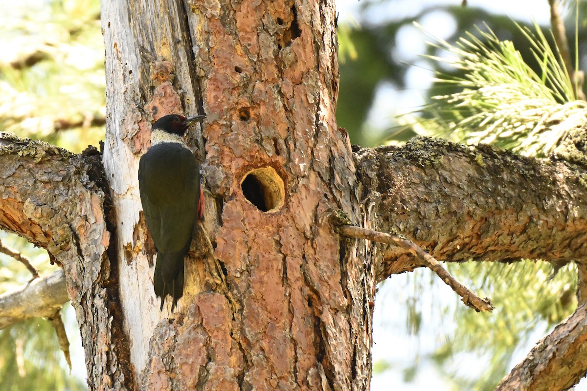 Lewis's Woodpecker - ML637807352