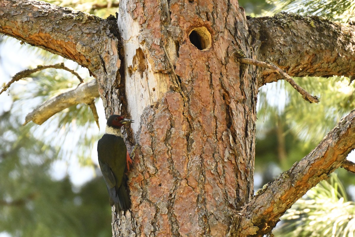 Lewis's Woodpecker - ML637807353