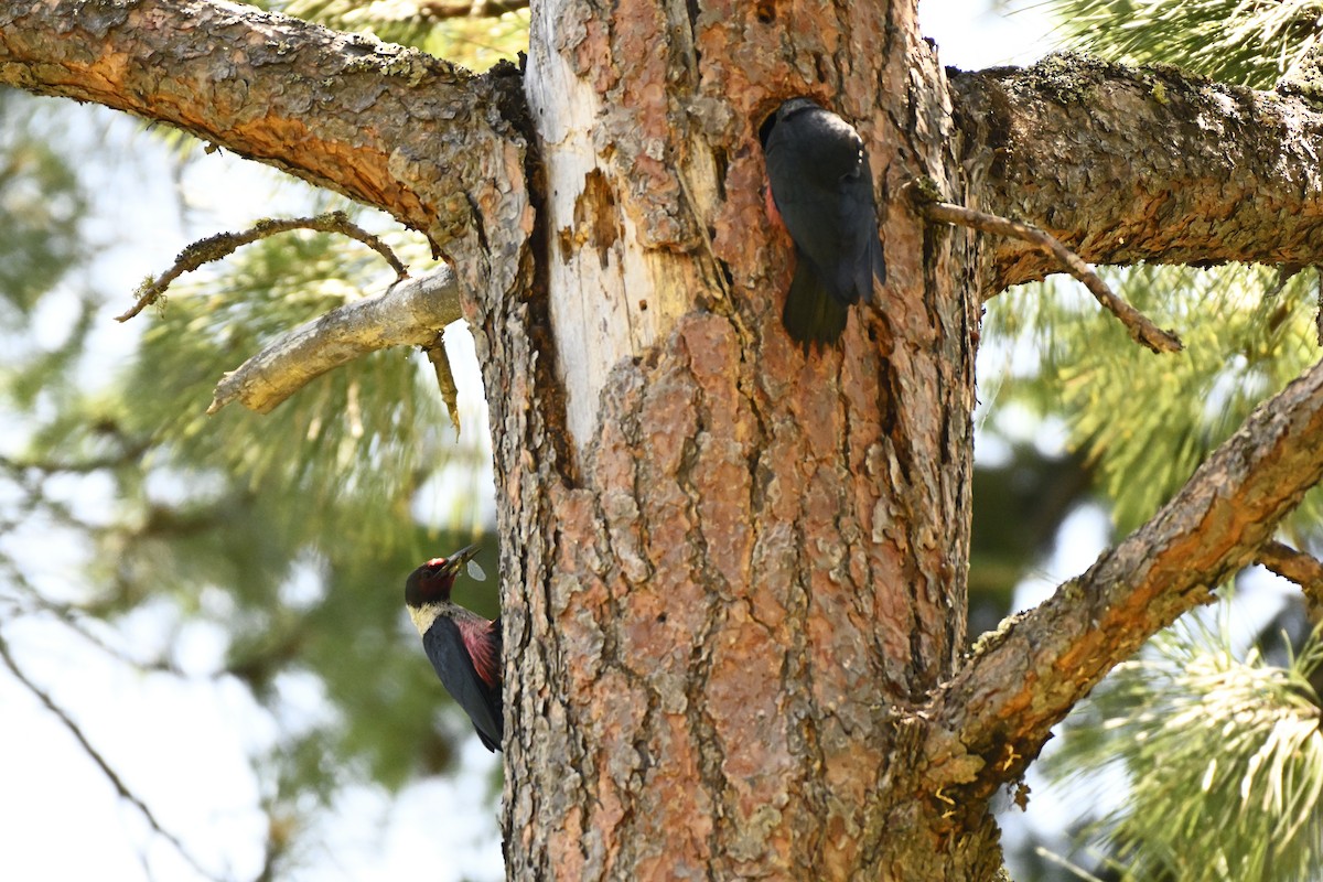 Lewis's Woodpecker - ML637807354