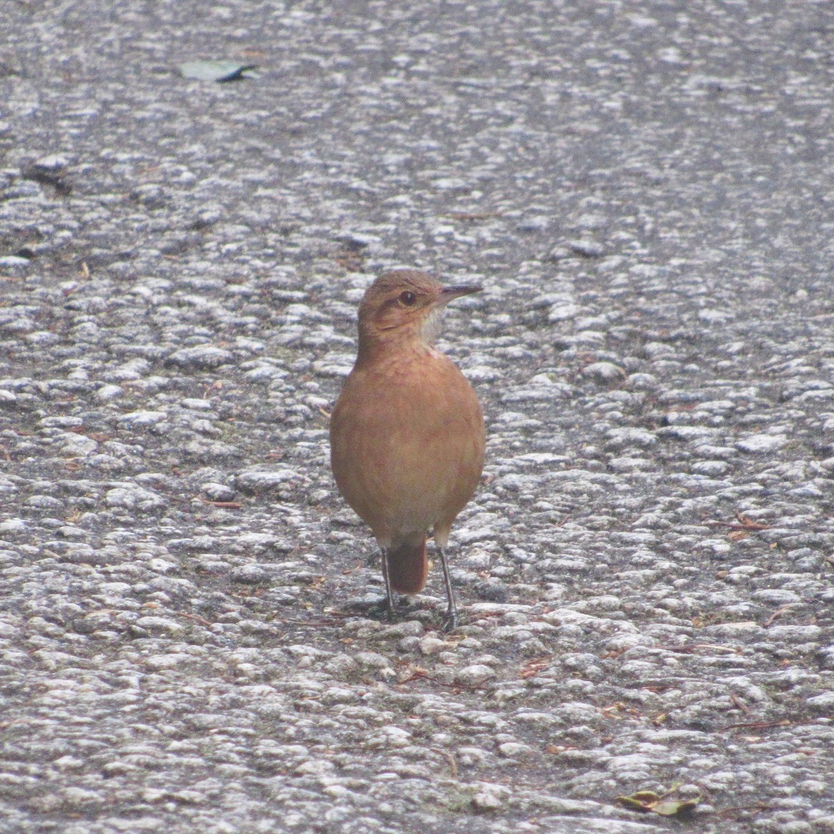 Rufous Hornero - ML637807366