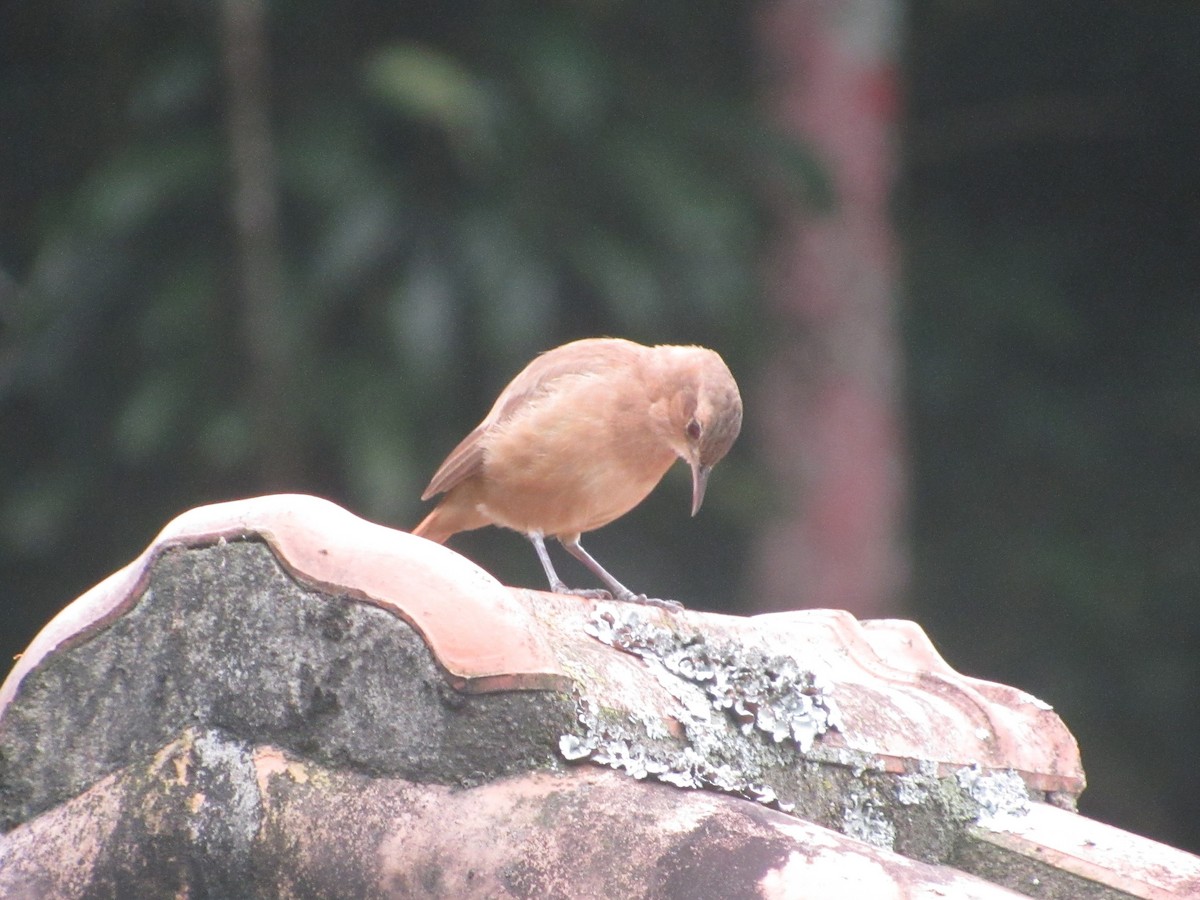 Rufous Hornero - ML637807372