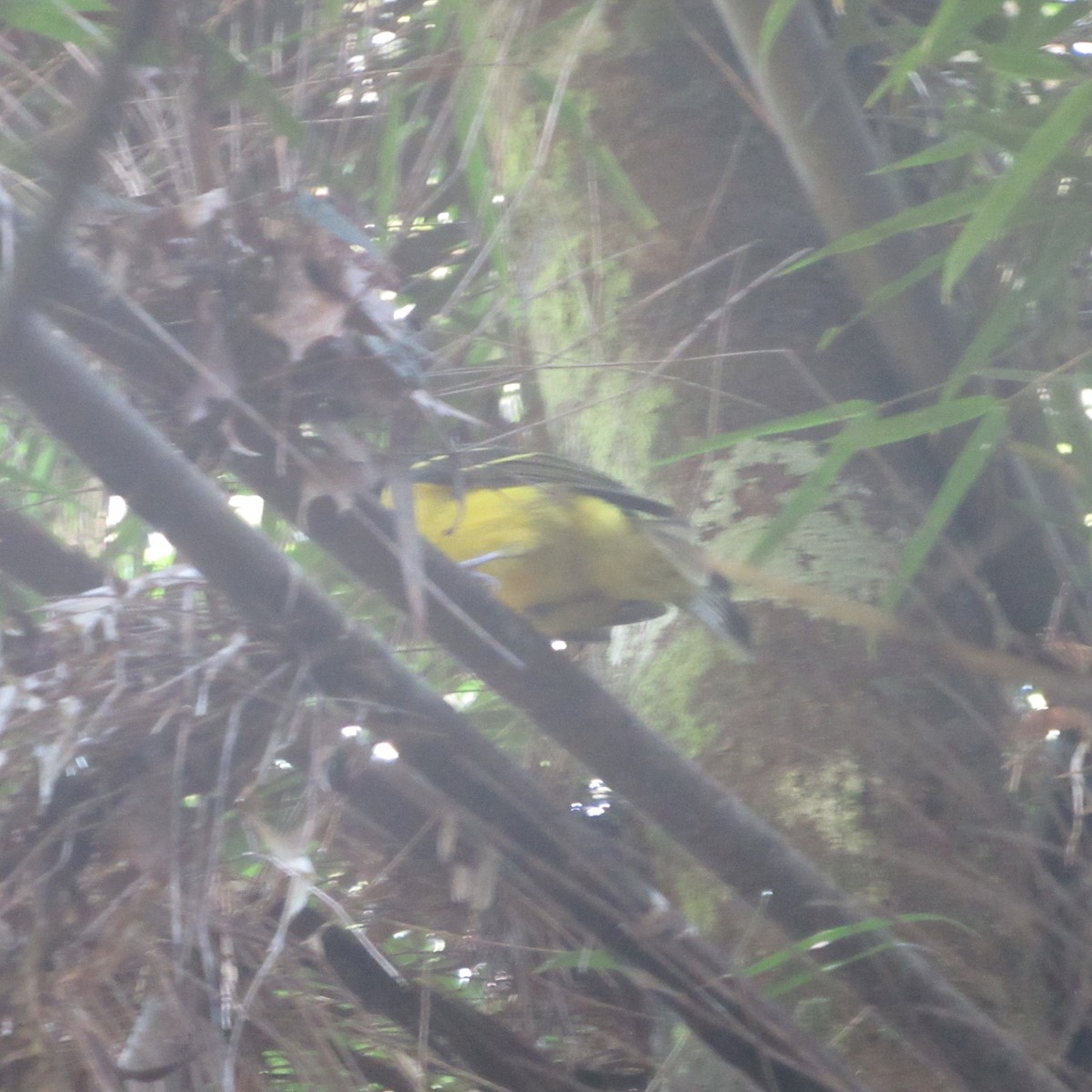 Hooded Berryeater - ML637807388