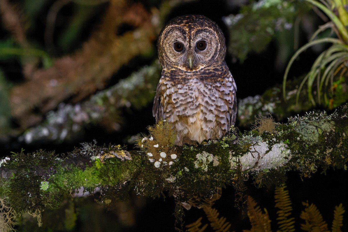 Rusty-barred Owl - ML637807475