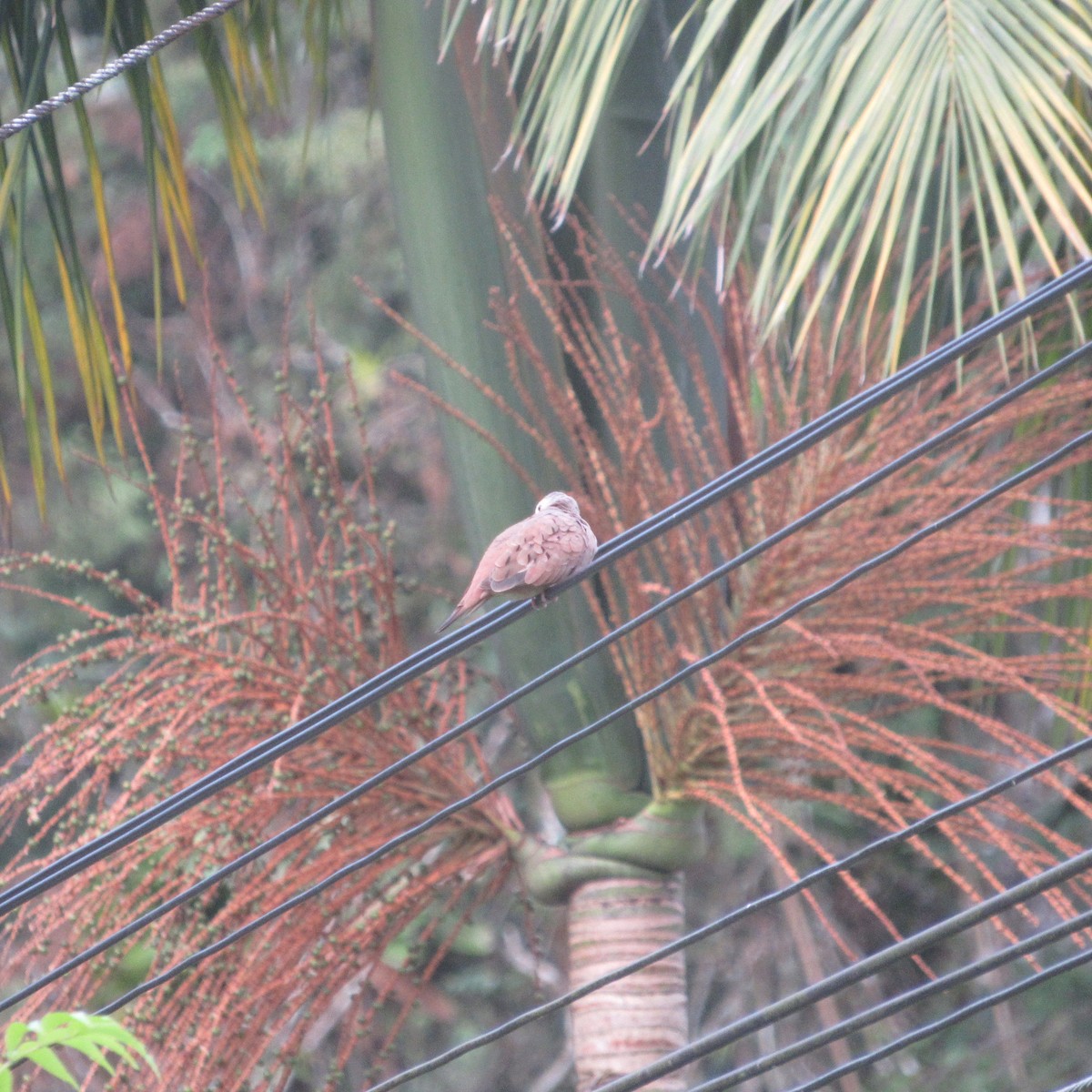 Ruddy Ground Dove - ML637807508