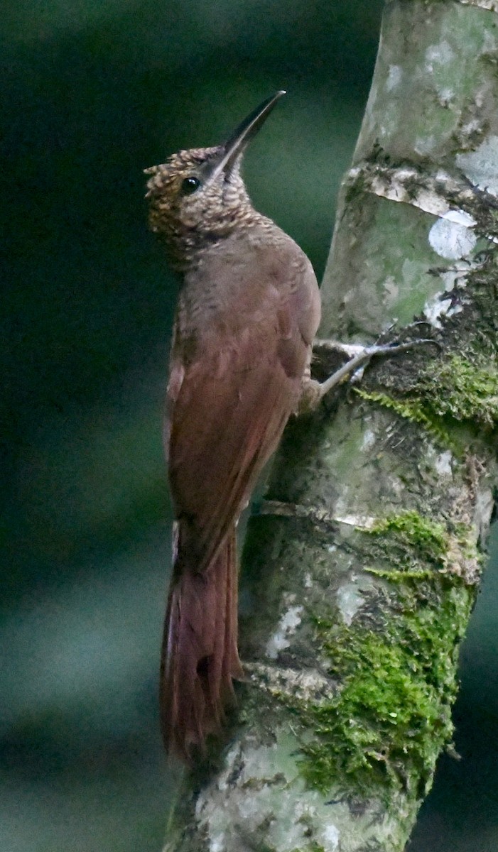 Northern Barred-Woodcreeper - ML637807513