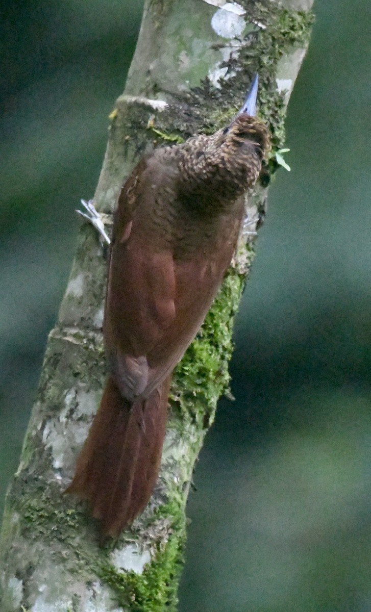 Northern Barred-Woodcreeper - ML637807514