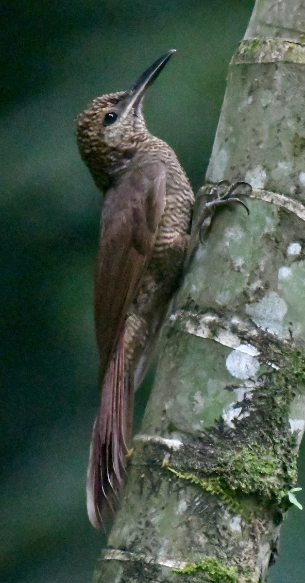 Northern Barred-Woodcreeper - ML637807515