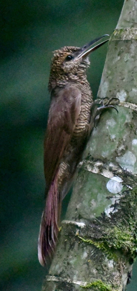 Northern Barred-Woodcreeper - ML637807516