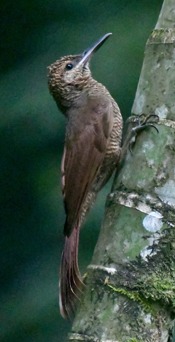 Northern Barred-Woodcreeper - ML637807517