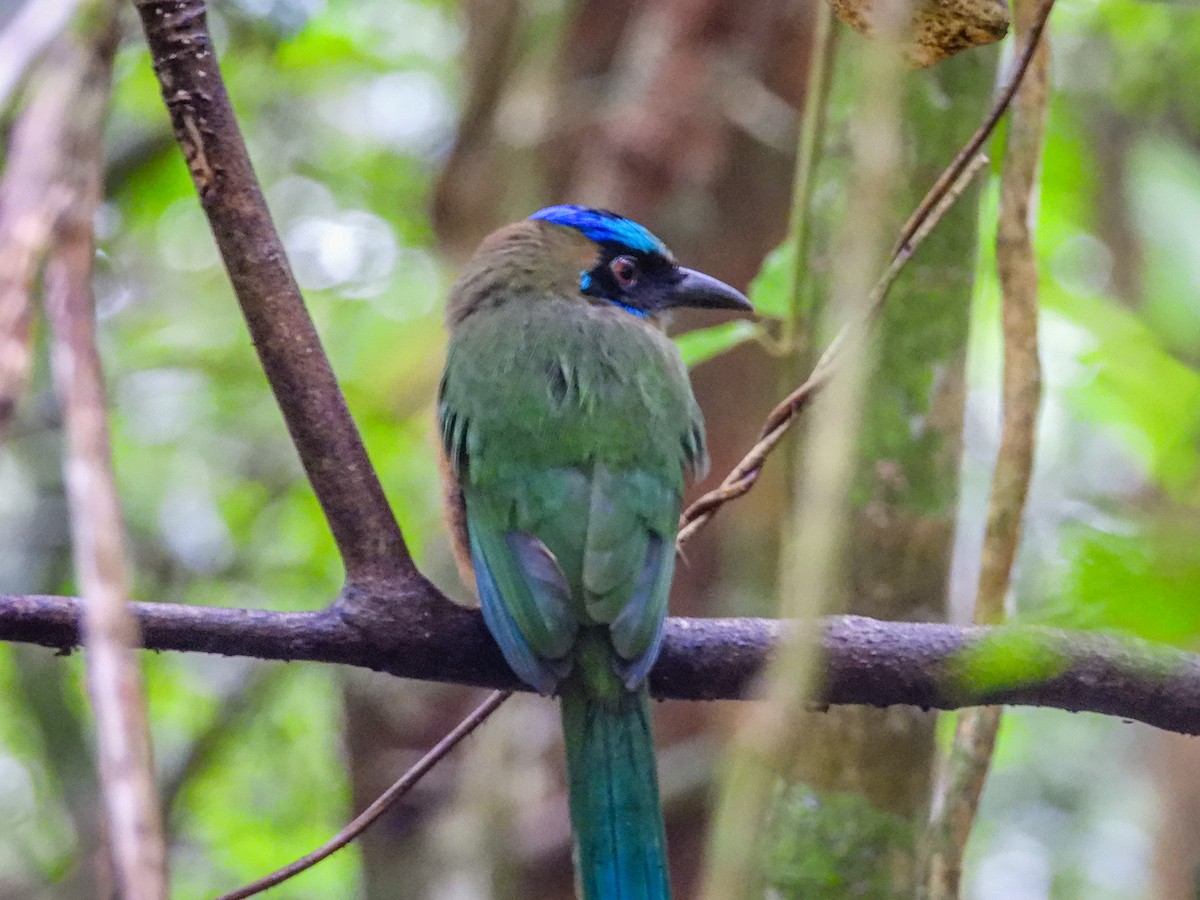 Whooping Motmot - ML637807532