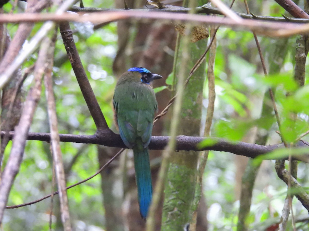 Whooping Motmot - ML637807533