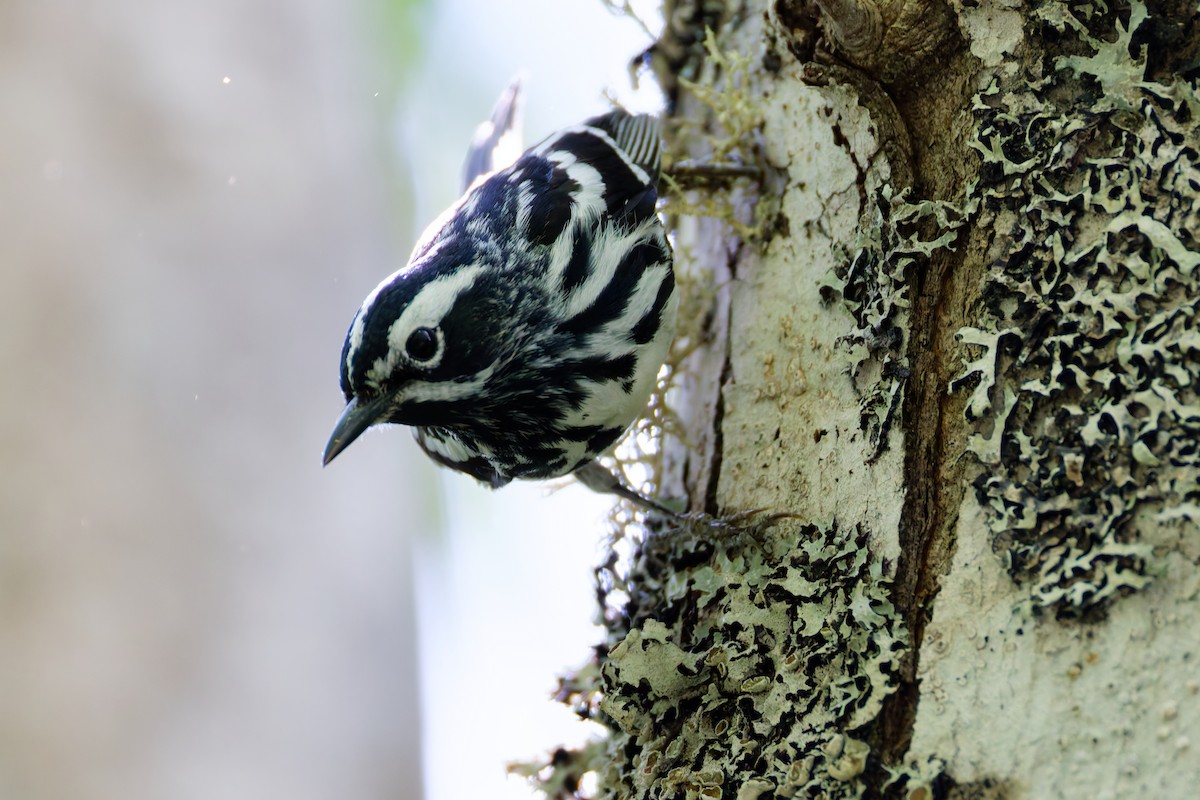 Black-and-white Warbler - ML637807535
