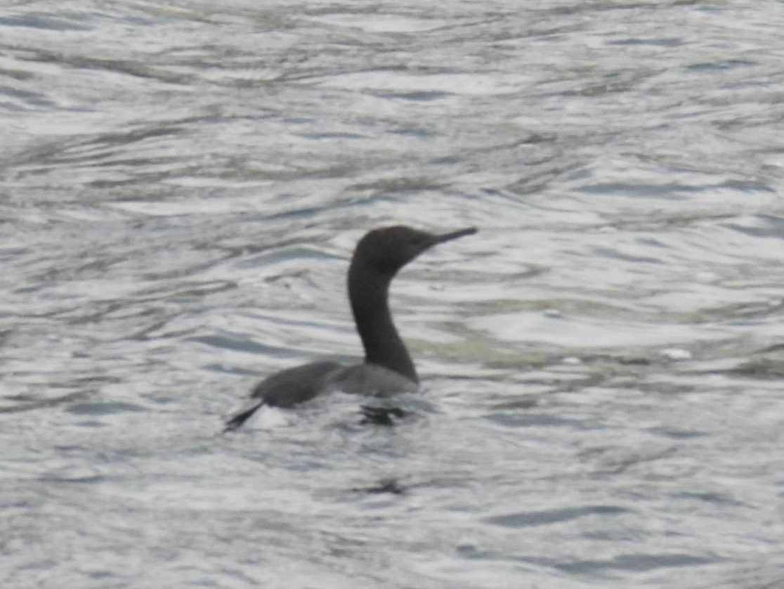 Pelagic Cormorant - ML637807556