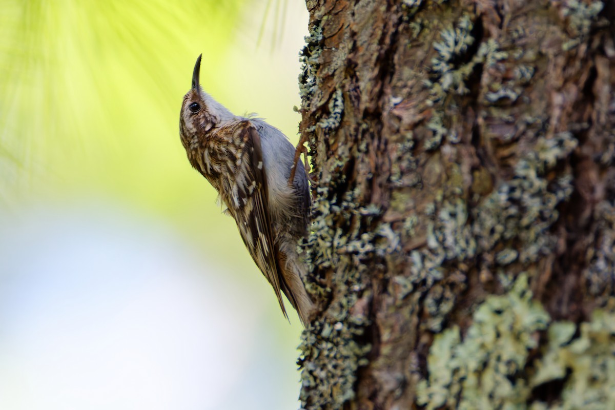 Brown Creeper - ML637807561