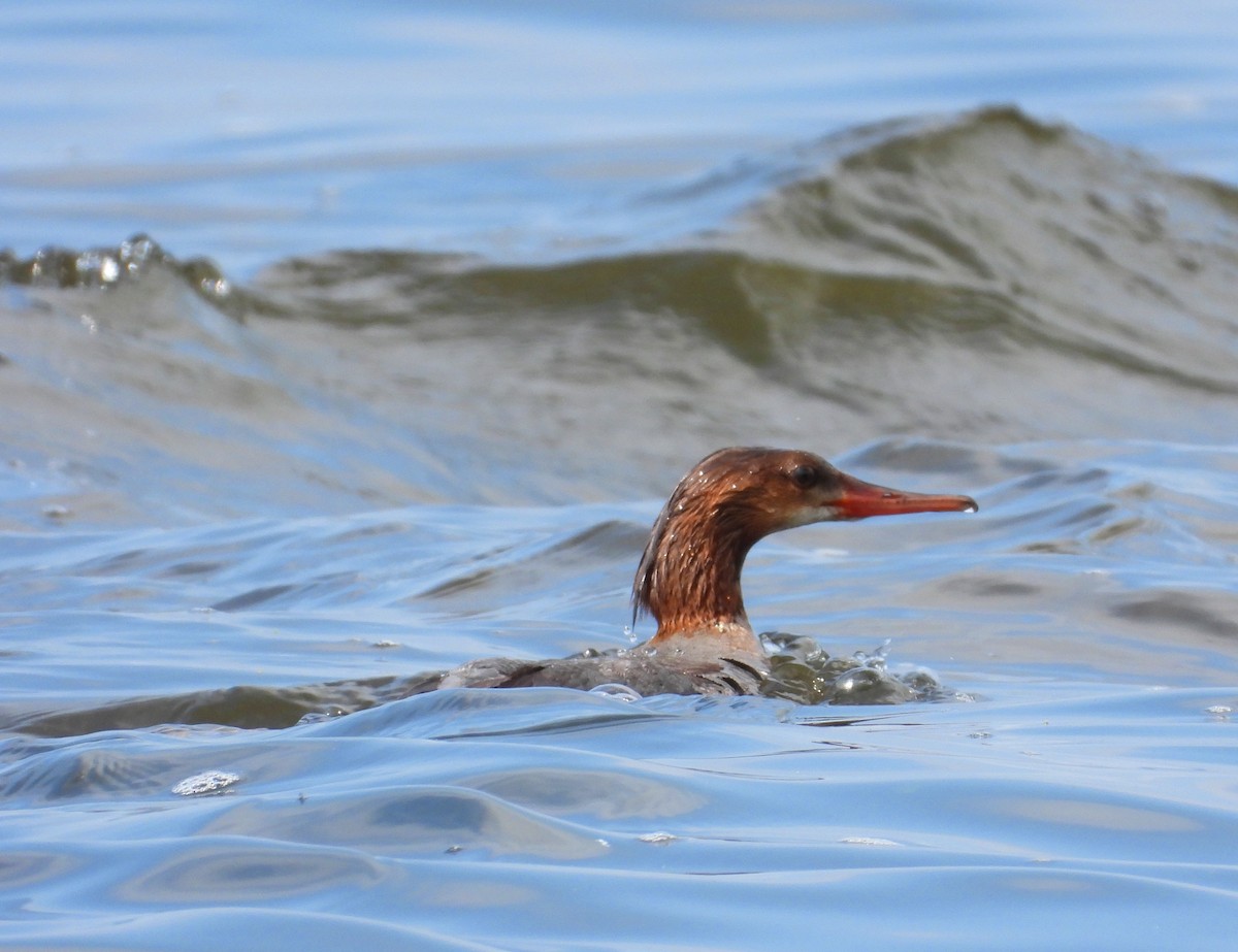 morčák velký - ML637807562