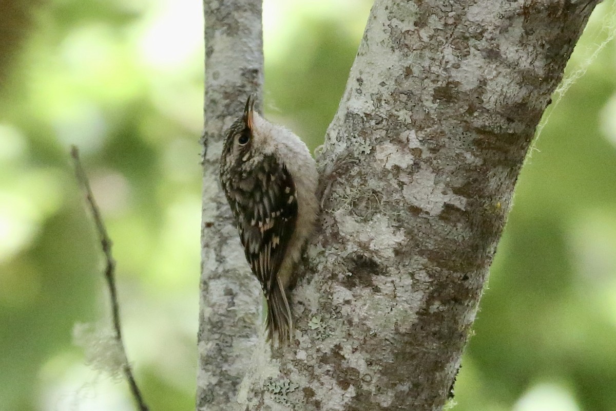 Brown Creeper - ML637807563