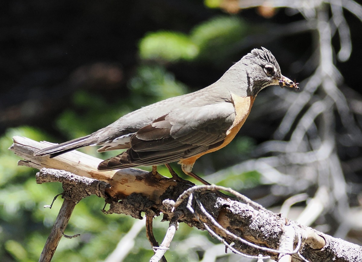 American Robin - ML637807574