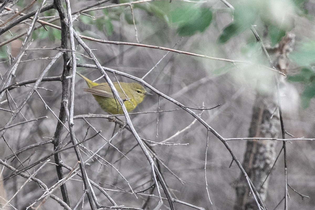 Orange-crowned Warbler (lutescens) - ML637807578