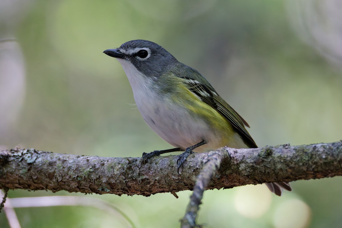 Blue-headed Vireo - ML637807579