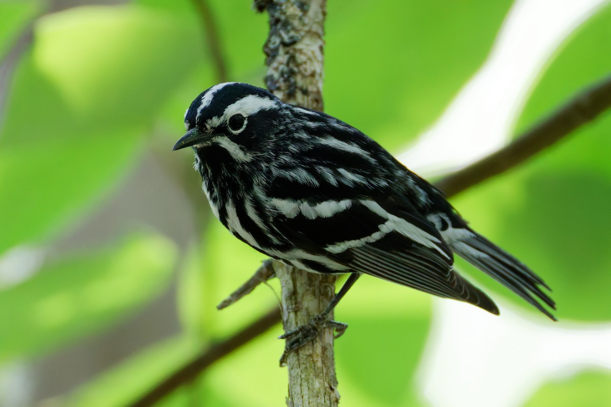 Black-and-white Warbler - ML637807596